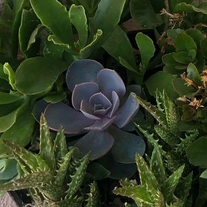 Meet your Posher, Aneli